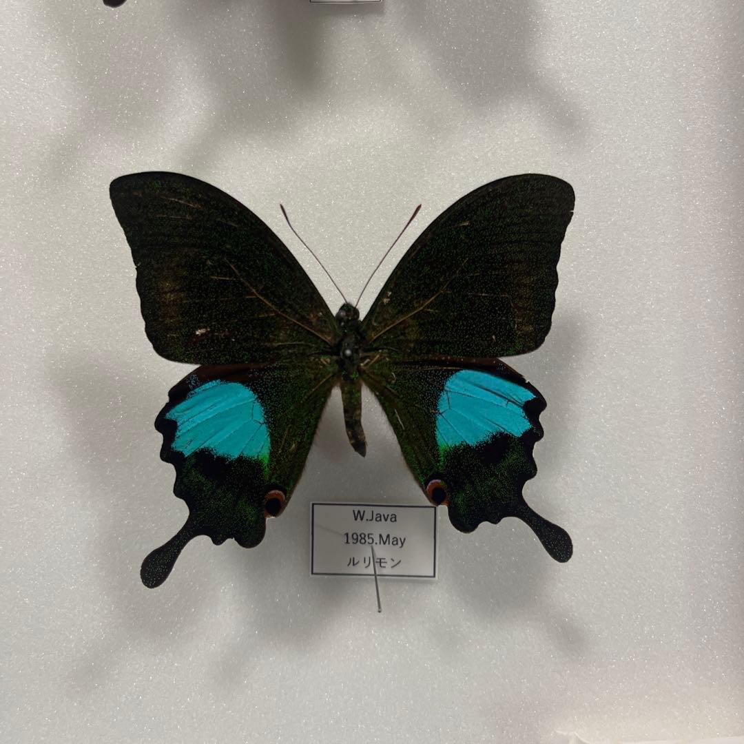 青と黒色のコントラストが美しいアゲハ蝶ドイツ箱入り標本