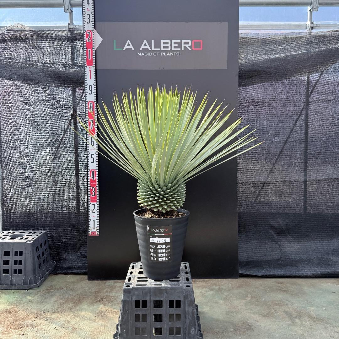 【AL1179】ユッカ　ロストラータ　超美形　極太　シルバー