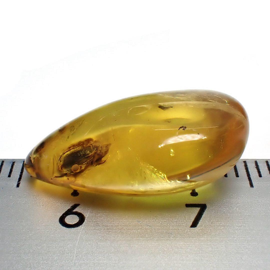 【バルト海産】虫入りコハク(虫入りアンバー)