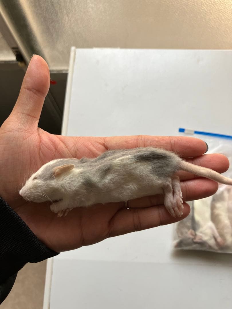 冷凍ラット30g〜40g 40匹セット！