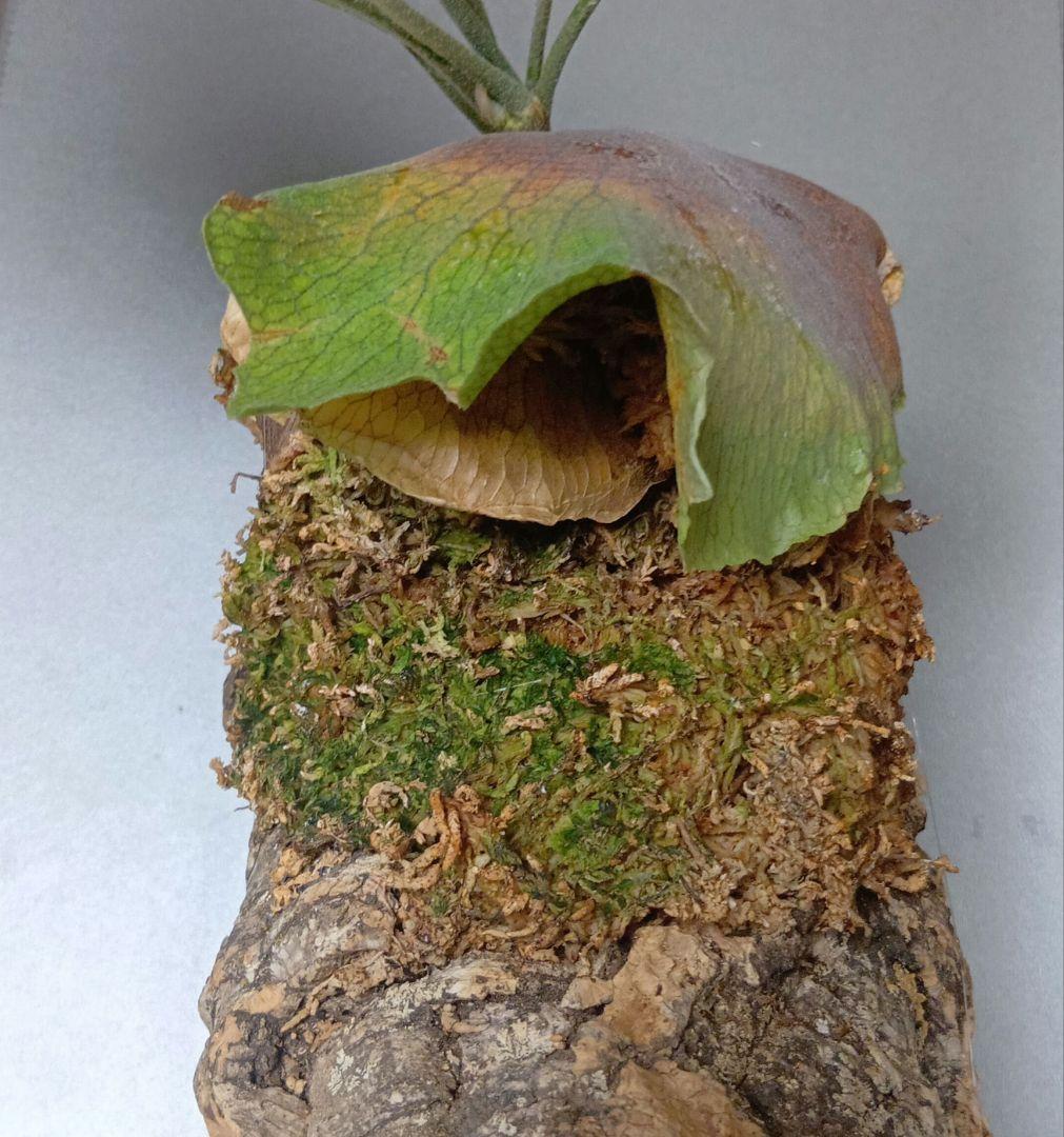 壁掛けビカクシダ　親株　サイズ大　ネザーランド　コルク付け　コウモリラン