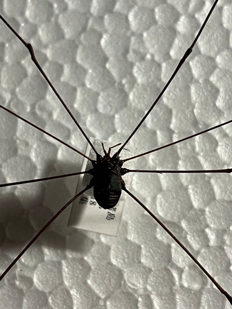 【珍標本】ヤエヤマスベザトウムシ 昆虫標本 スパイダーマンティス