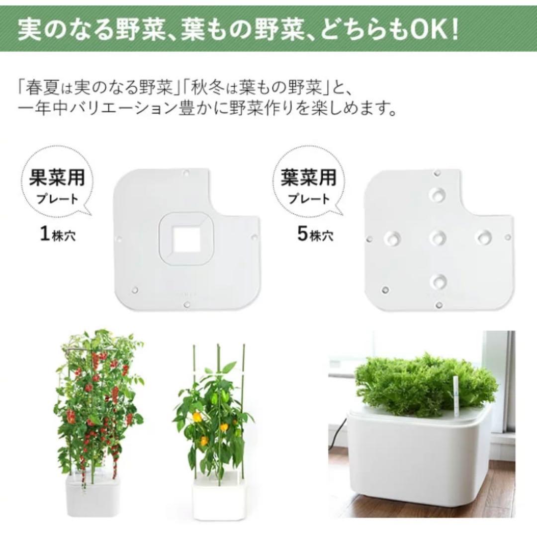 協和 ホームハイポニカ MASUCO 水耕栽培