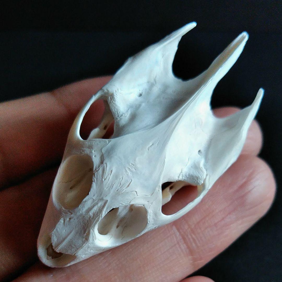 頭骨　骨格　標本　カメ　スッポン　55mm