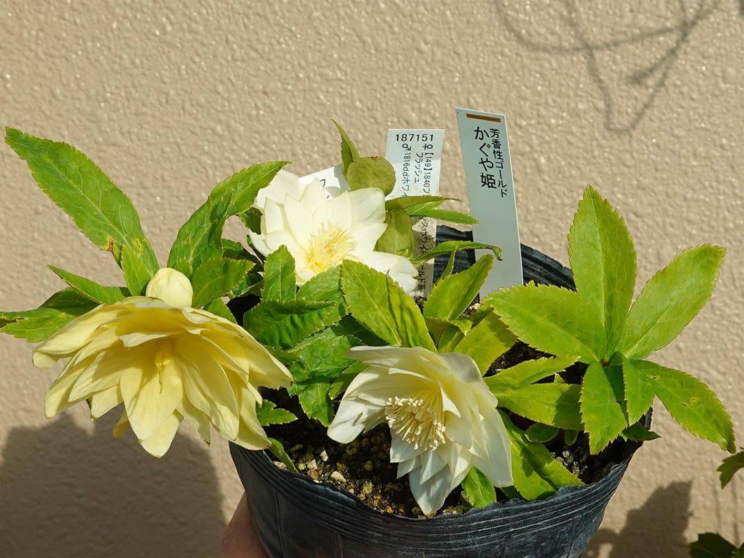 クリスマスローズ dd かぐや姫 グロス系交配フレグランス