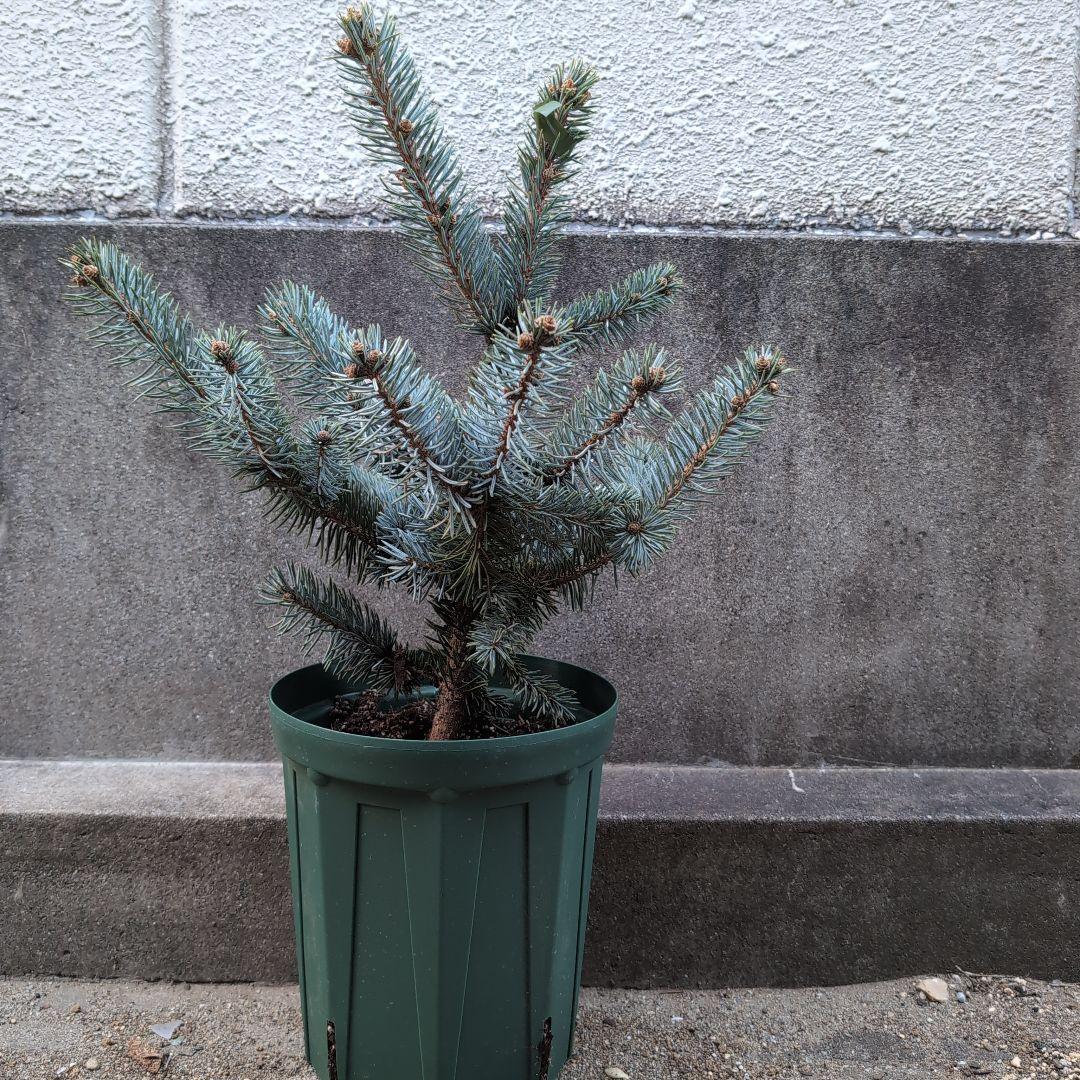 プンゲンス　ポプシー　6号ロングスリット鉢