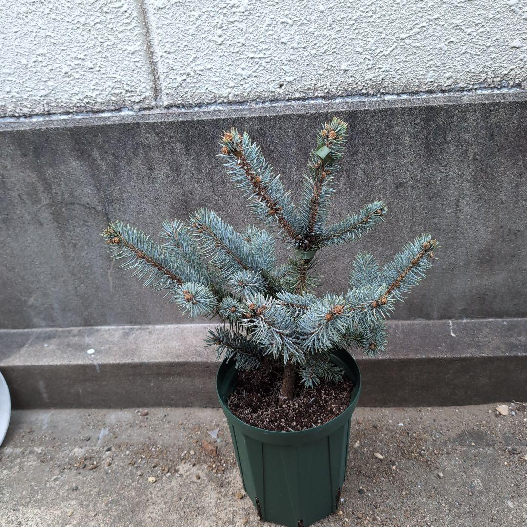 プンゲンス　ポプシー　6号ロングスリット鉢