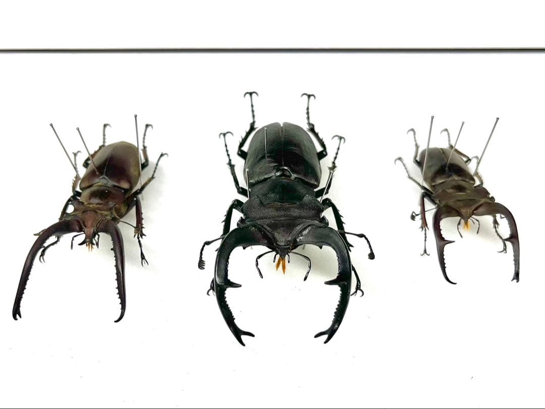 ユダイクス、プラネット、クラーツ　ミヤマクワガタ3種　標本