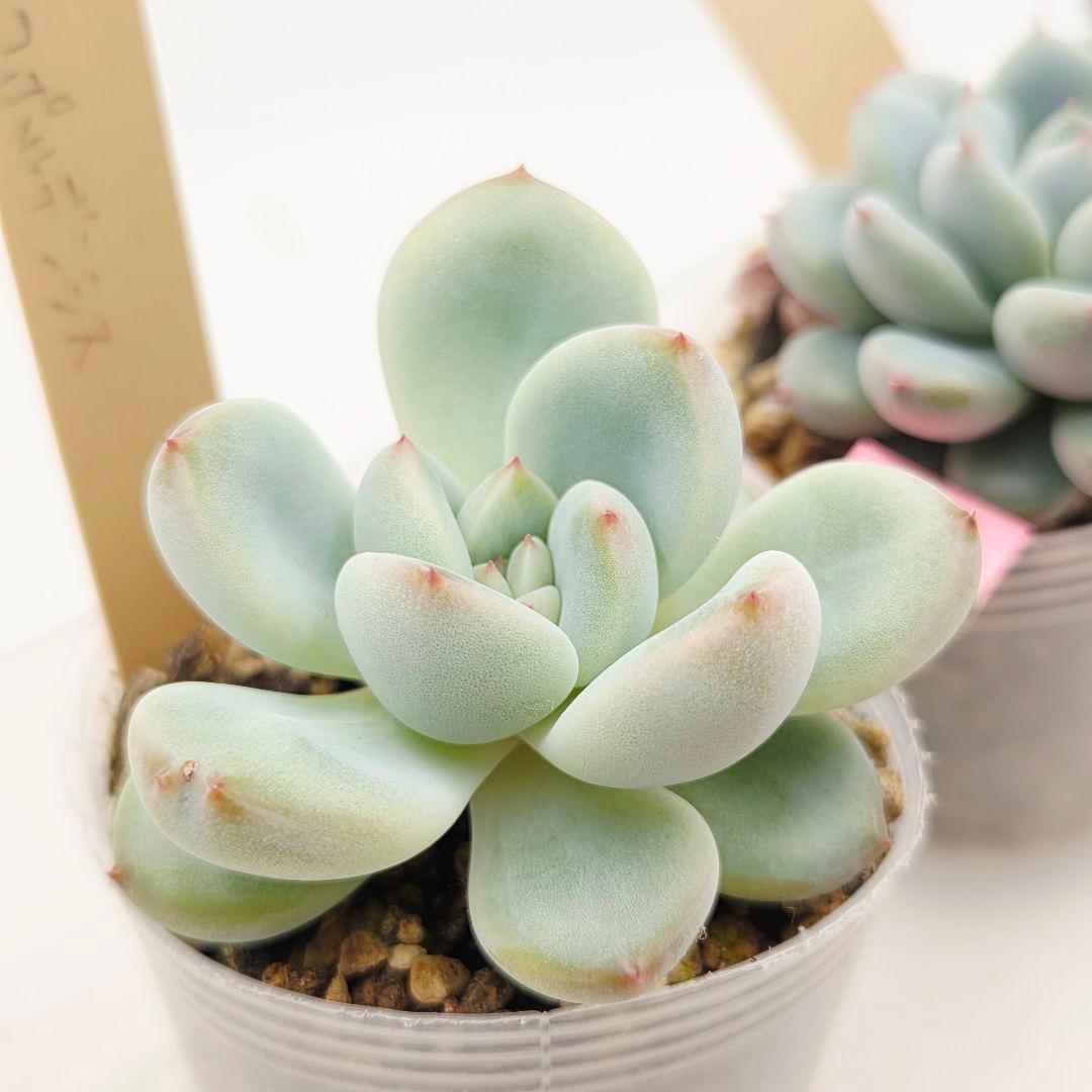 プーさん様 ミソップさん 4苗