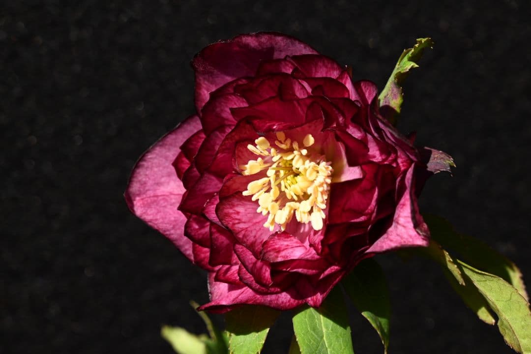 クリスマスローズ　認定シャガールレッド多弁　加藤農園