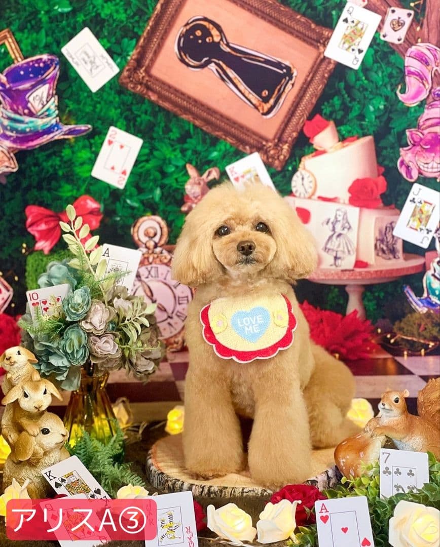 業務用トリミングチョーカー+背景布　ペット撮影用フォトブース　ハロウィン