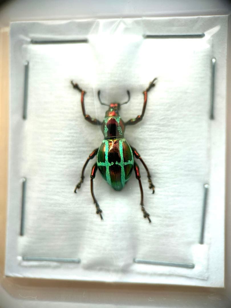 09153 美麗標本　カタゾウムシ