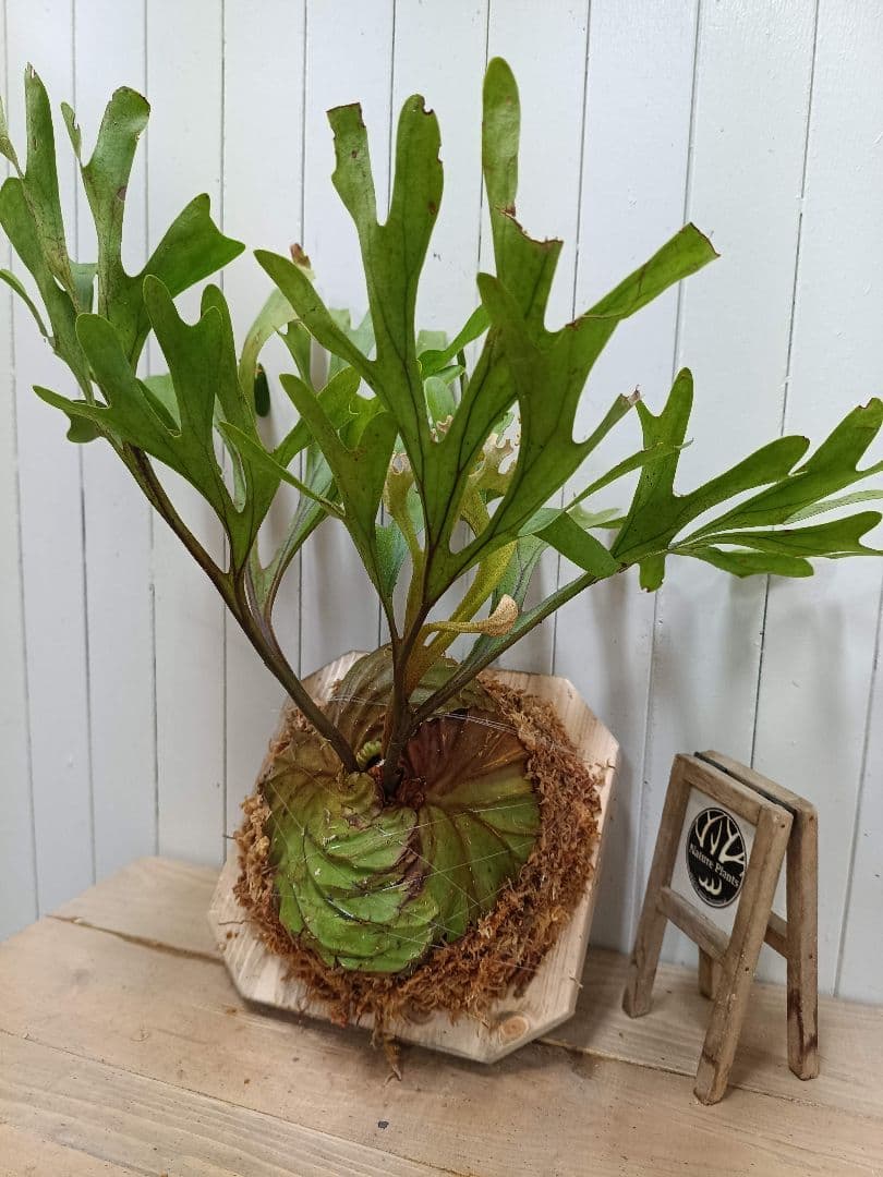 plants selectページK282【板付！】ビカクシダ リドレイ