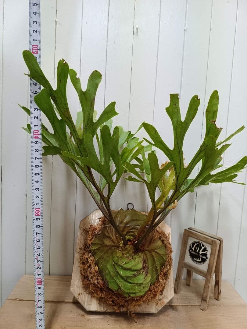 plants selectページK282【板付！】ビカクシダ リドレイ