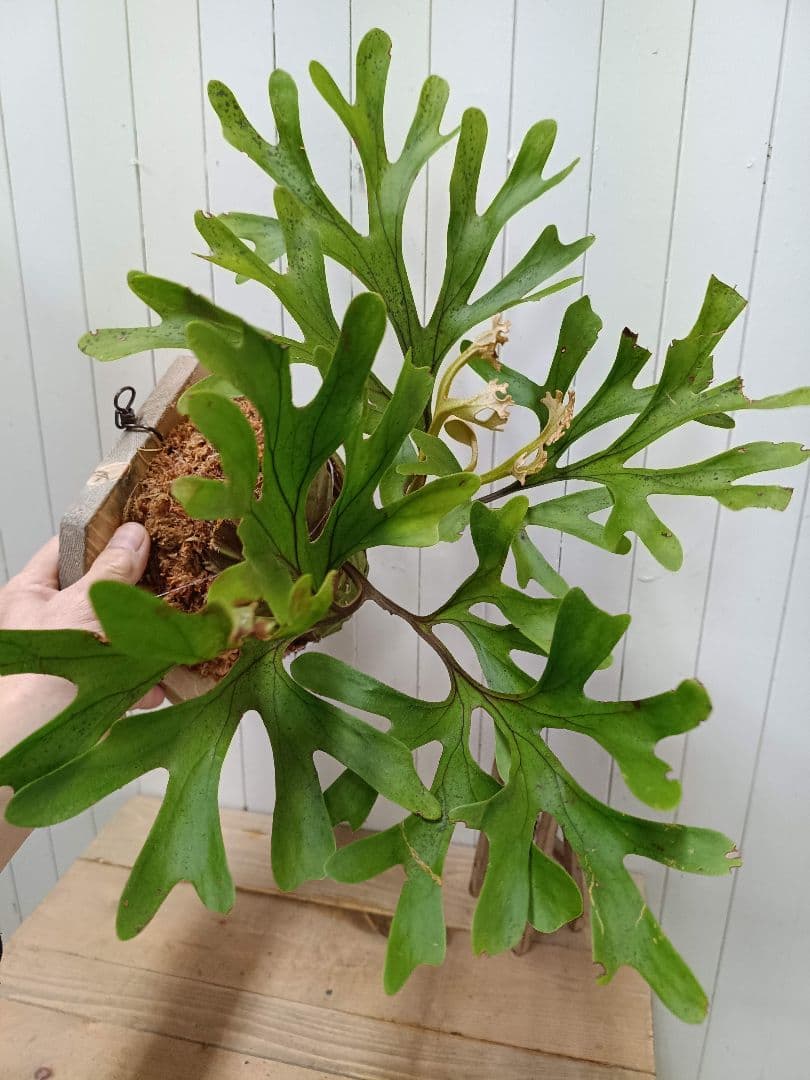 plants selectページK282【板付！】ビカクシダ リドレイ