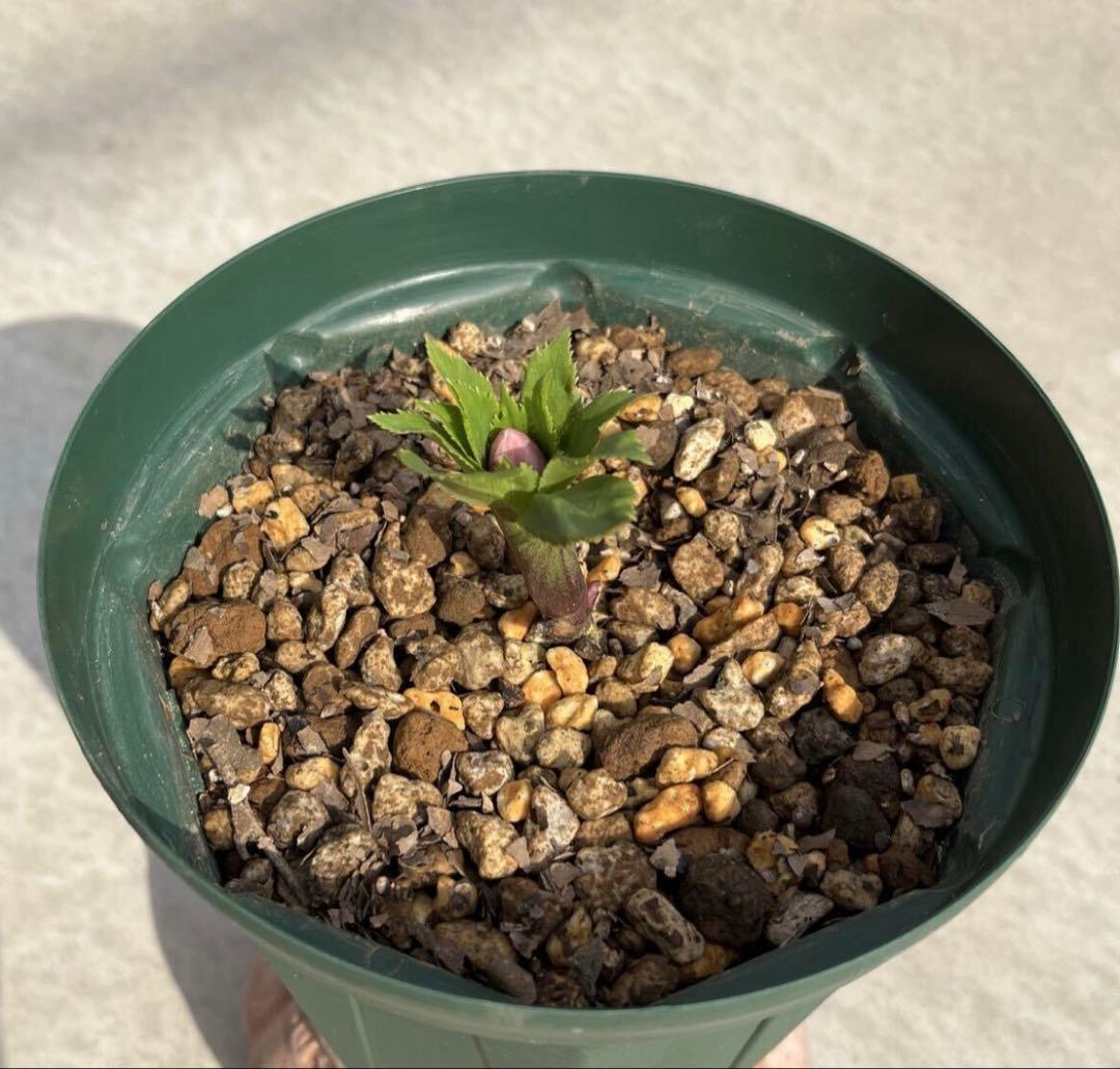 クリスマスローズ　ヨシノ