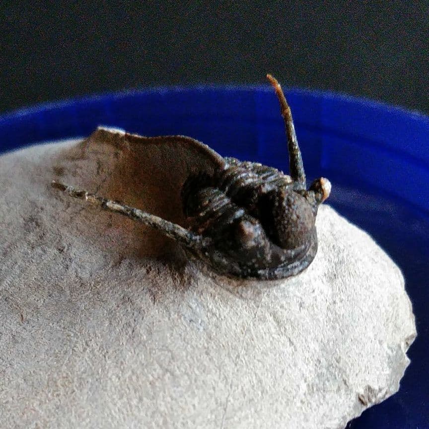 化石　骨格　標本　三葉虫　キファスピス　30mm