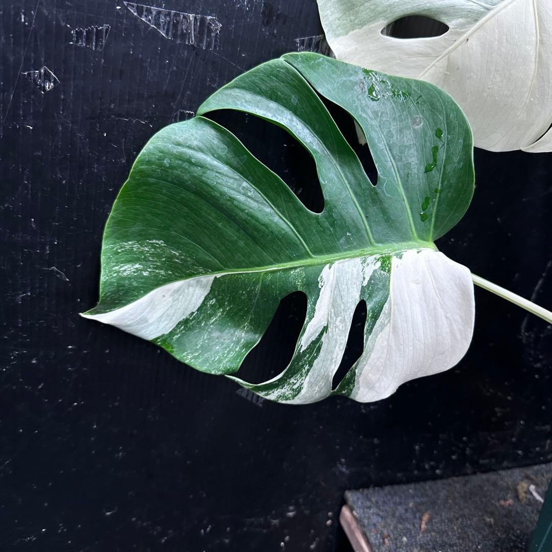 迫*雄様 モンステラ斑入りハーフムーンホワイトタイガー極美斑入り　　 57cm