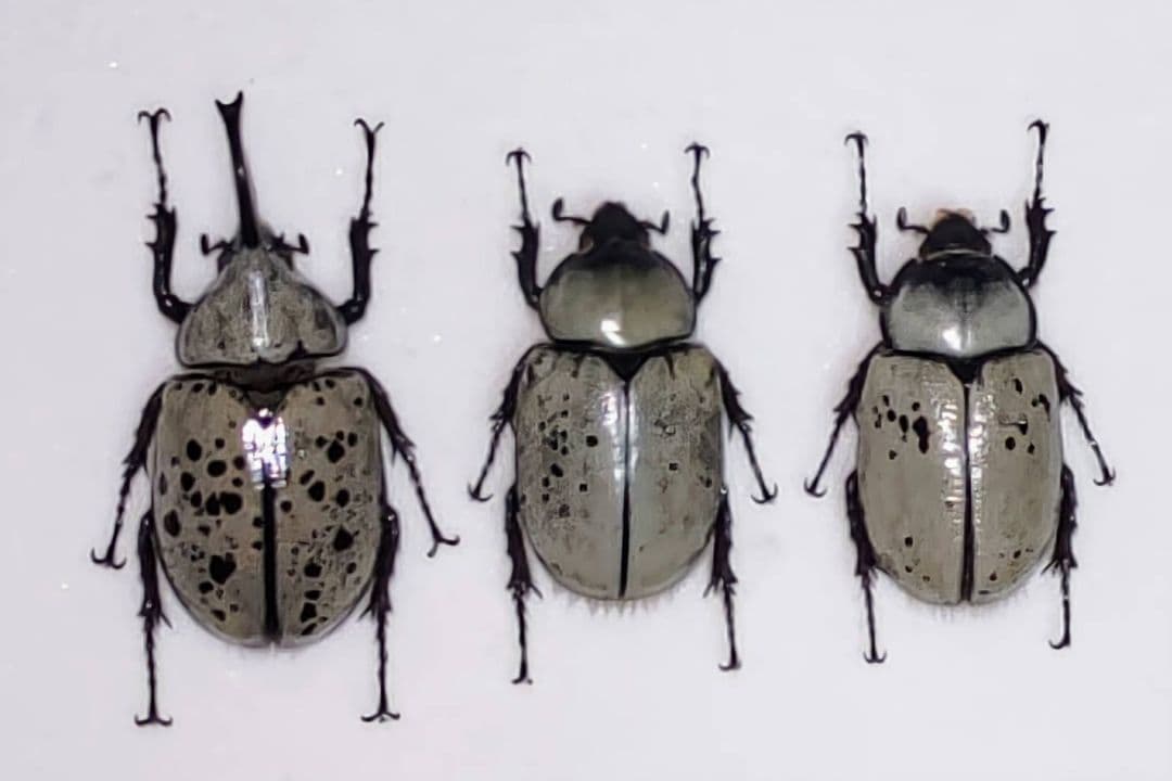 グラントシロカブト 標本