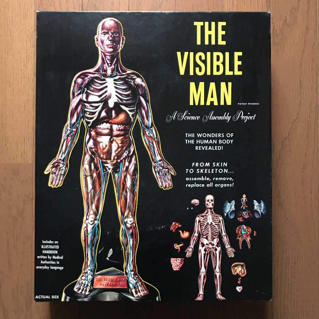 ビンテージ  人体模型  ♂