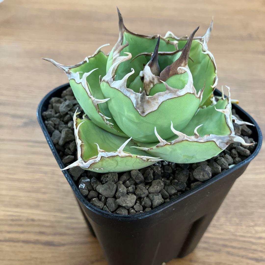 t*4様 【初売りオークション】125 REZA産　イラン株　アガベ　アングリー