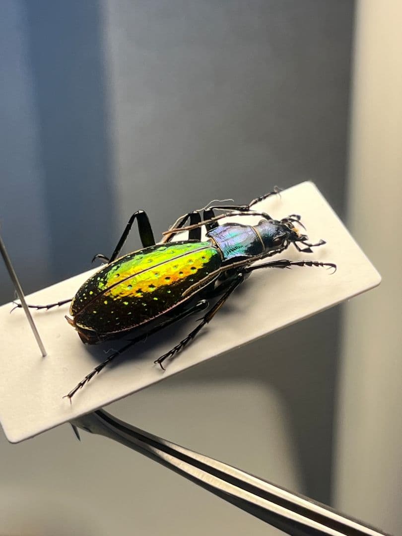 【29mm】Chrysotribax rutilans カブリモドキオサムシ標本