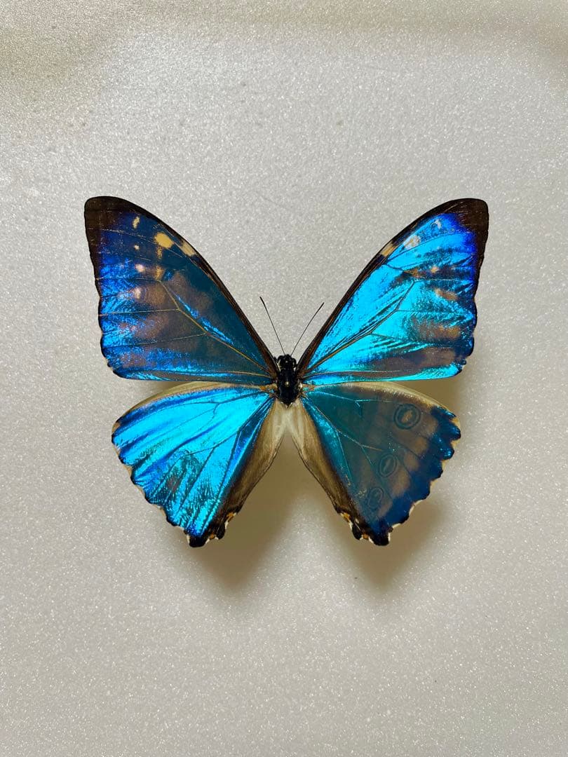 ゼフィリティスモルフォ（オス、ペルー産）