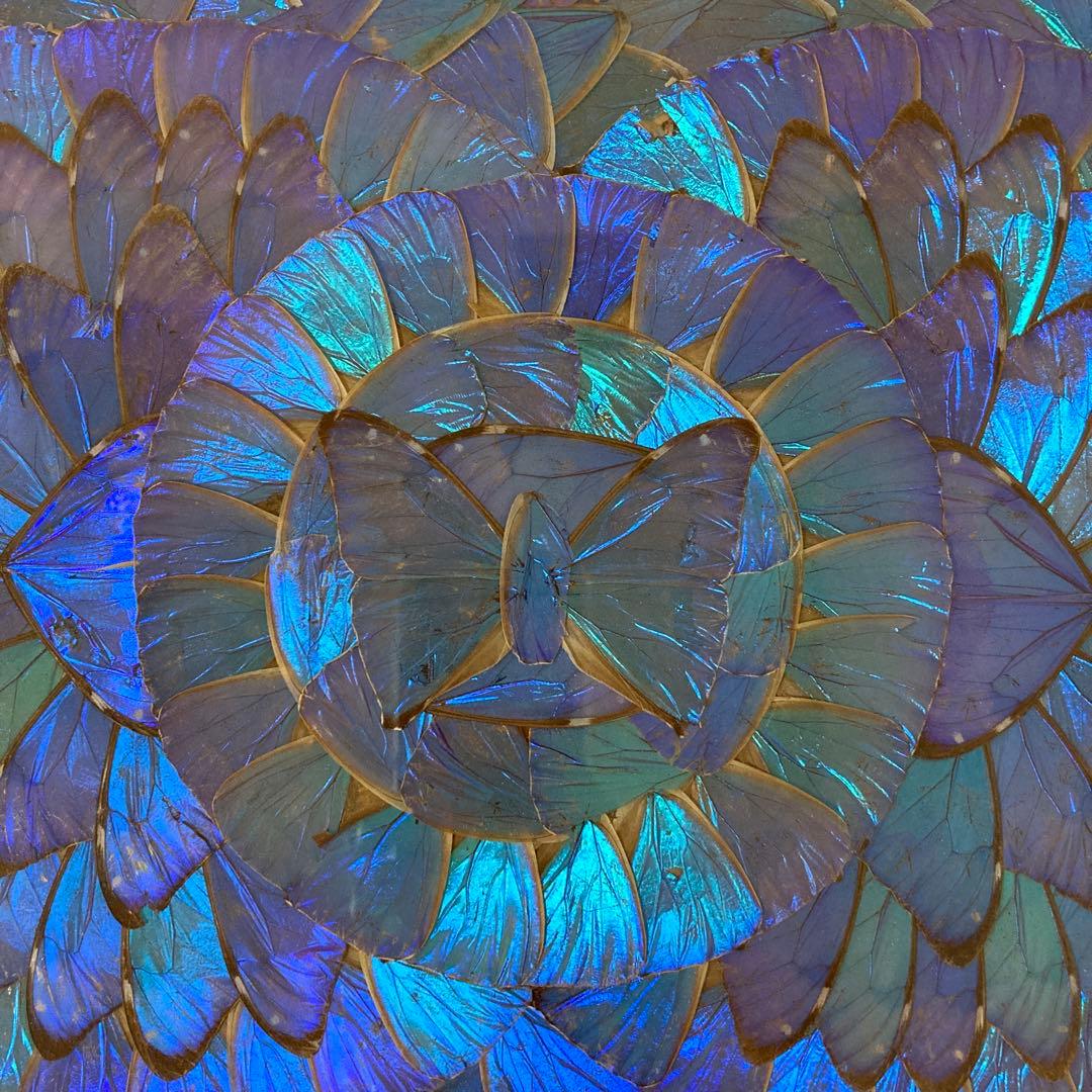 大型　モルフォ蝶　羽アート　標本　珍サイズ　高さ90センチ　ビンテージ