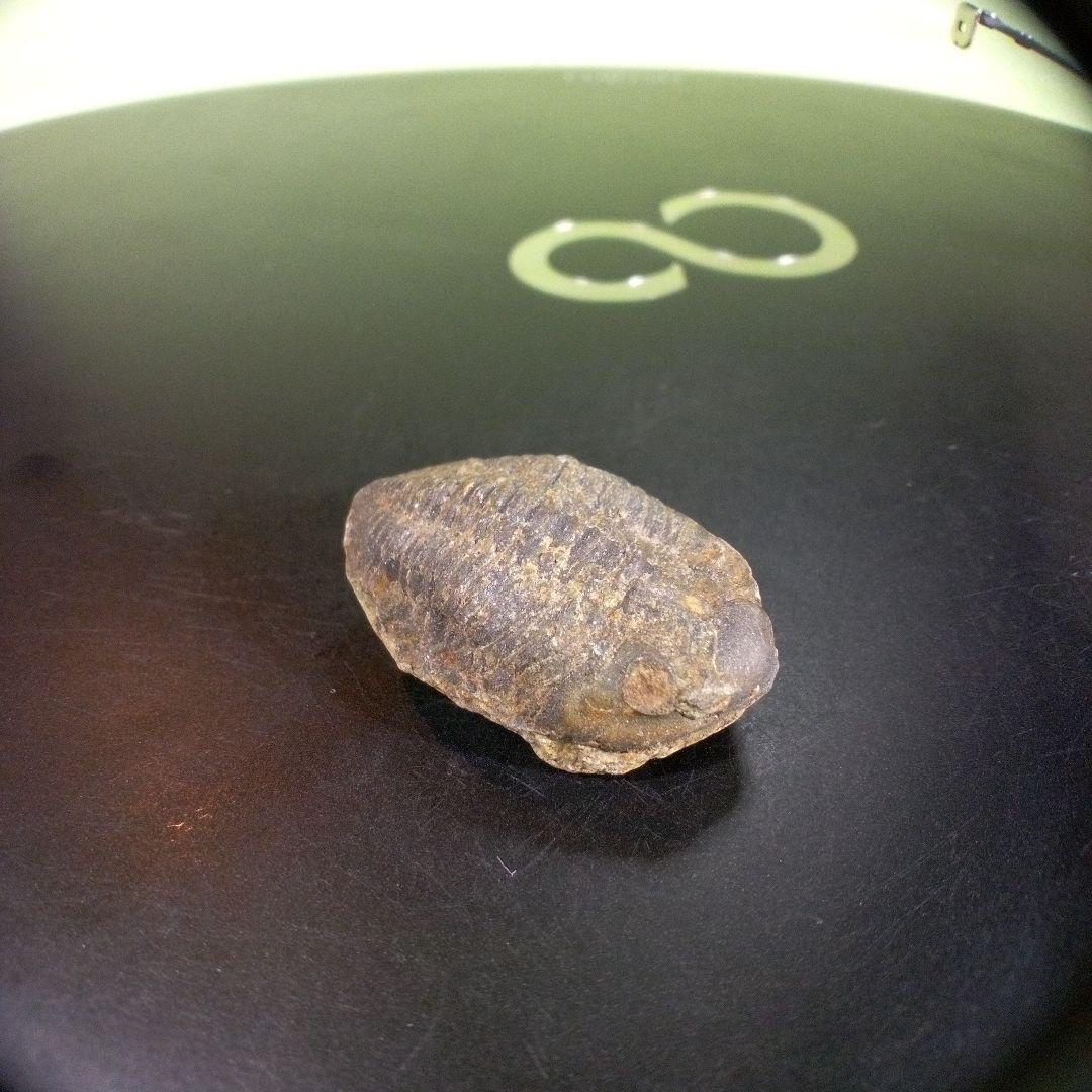 三葉虫　化石　fossil　海　ボリビア産　trilobite　海生動物種別②