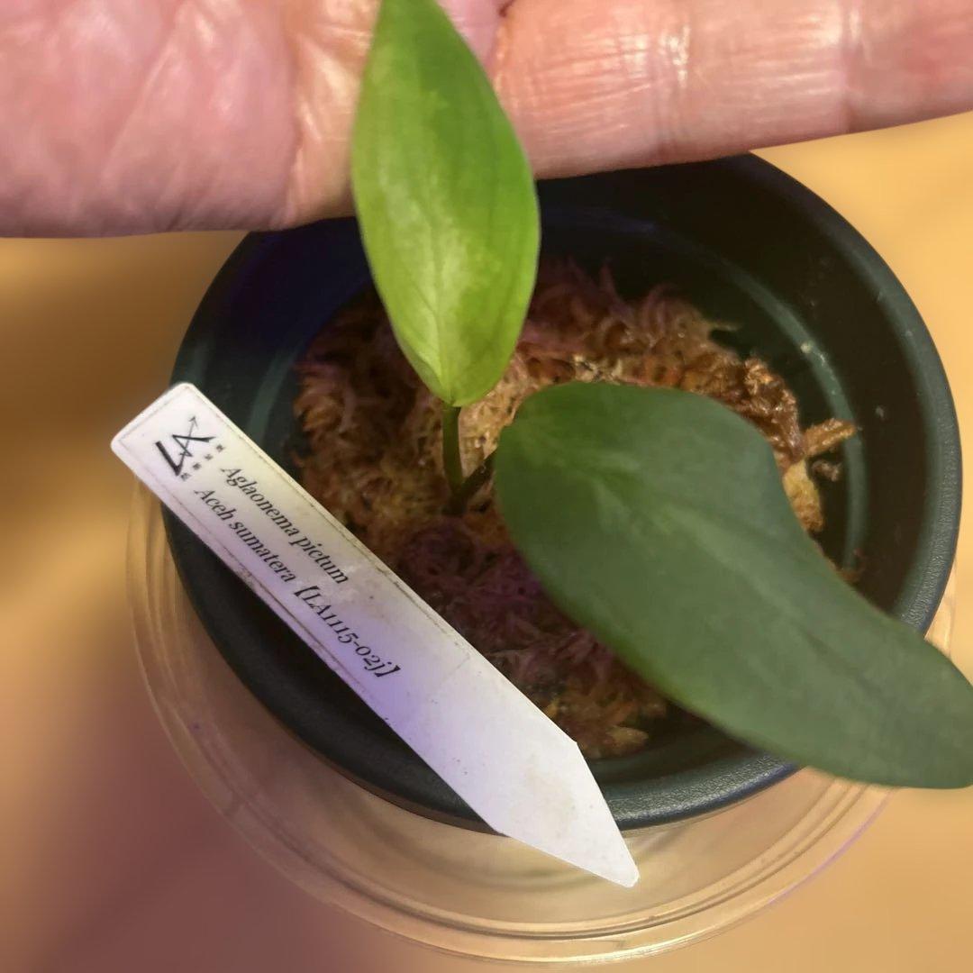 正規タグ付き　アグラオネマピクタム　Aglaonemapictum