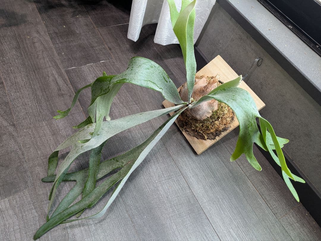 P.Sailor Moon  Queen F306 ビカクシダ