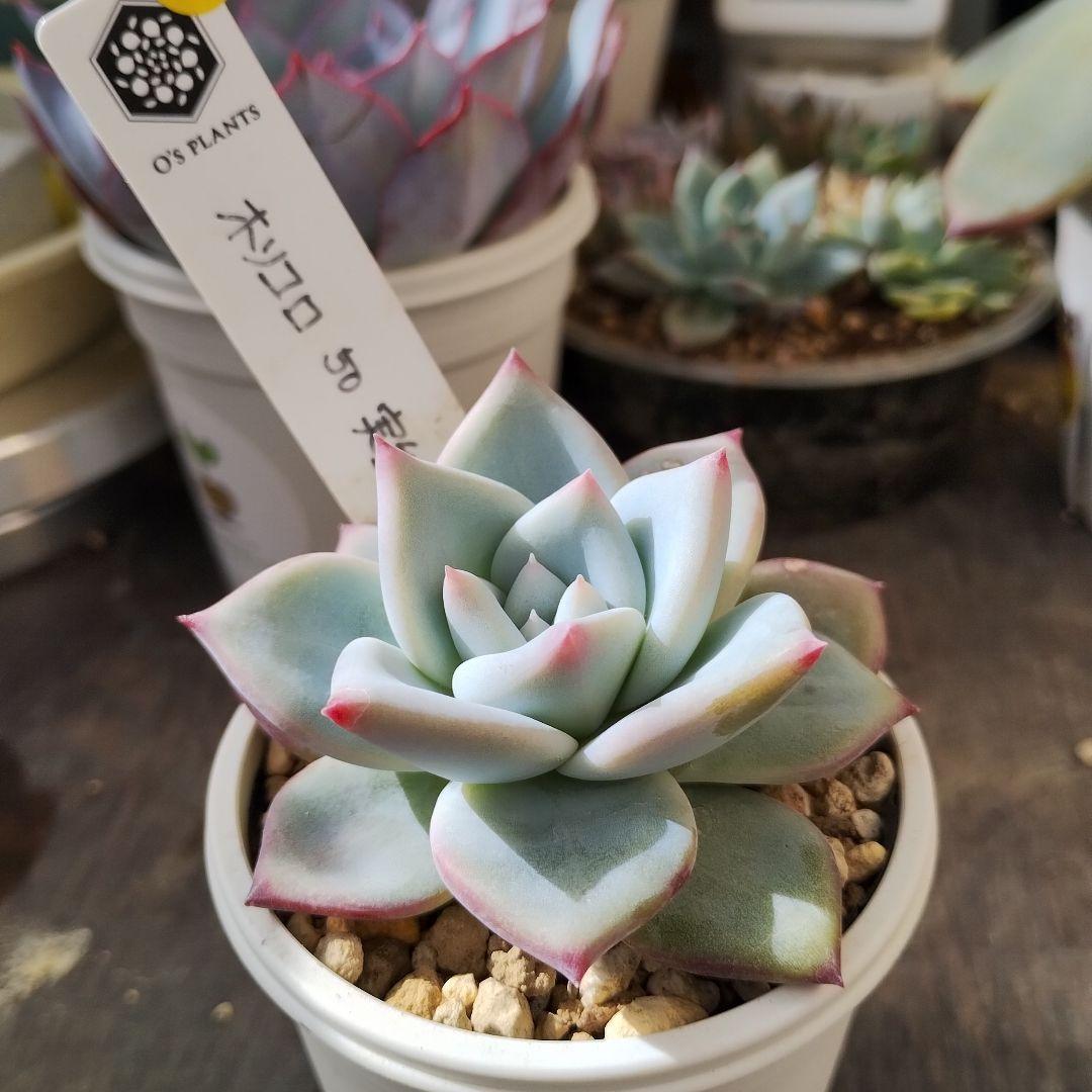 多肉177　ホリコロ　50　実生　札付き　ポットごとメルカリ便