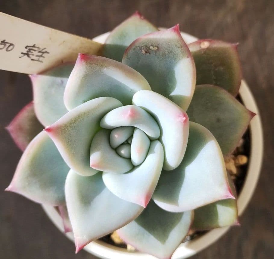 多肉177　ホリコロ　50　実生　札付き　ポットごとメルカリ便