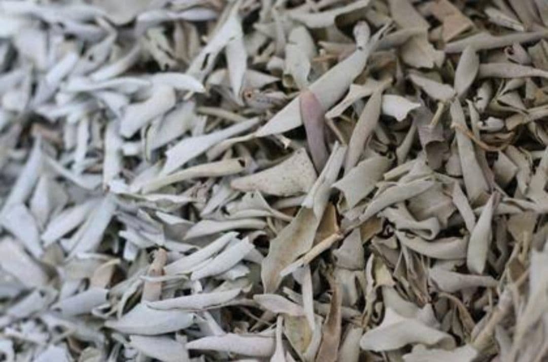 セール☆無農薬ホワイトセージ枝無しリーフ1kg箱入りお香浄化業務用価額お得