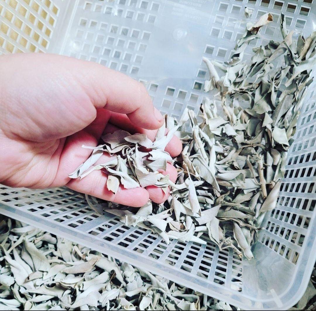 セール☆無農薬ホワイトセージ枝無しリーフ1kg箱入りお香浄化業務用価額お得