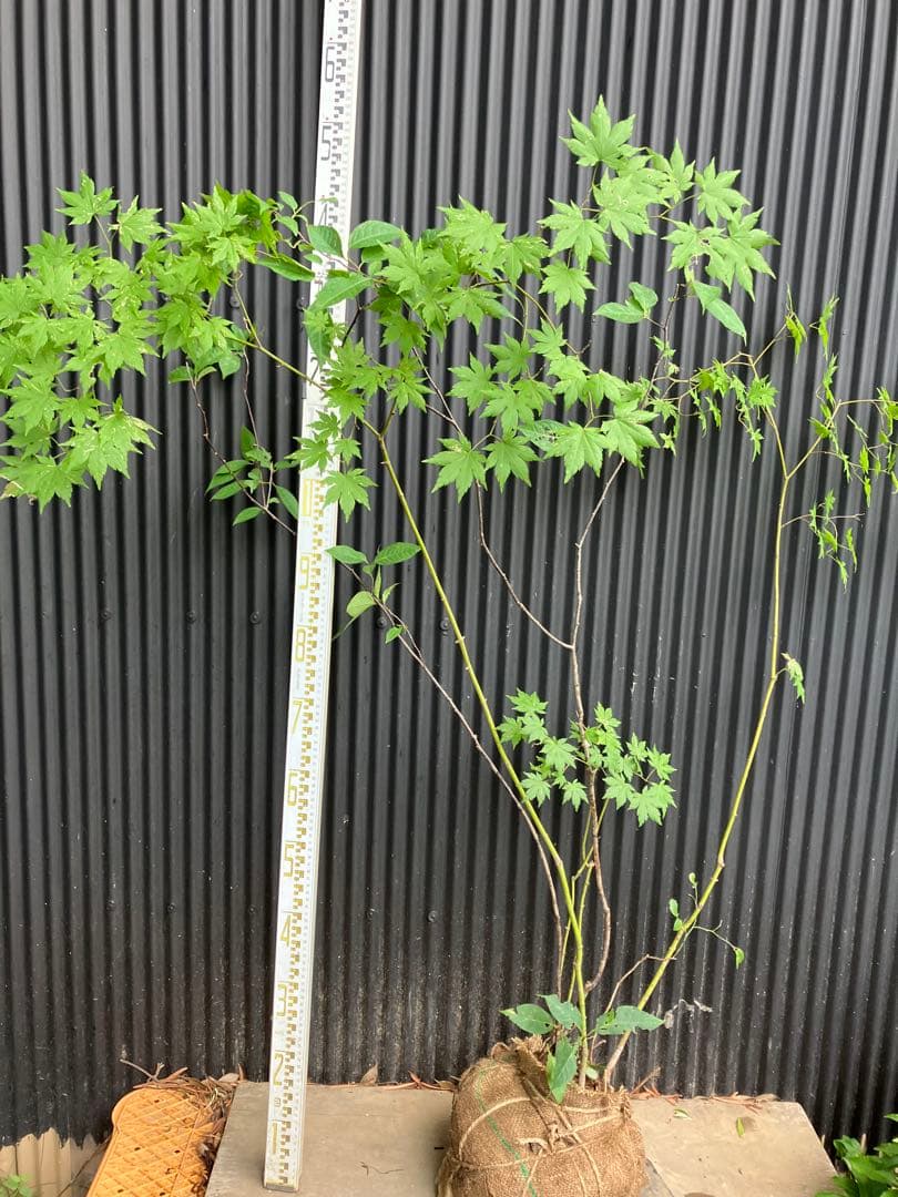 hiroooです！ 山採り　ヤマモミジ　ウワミズザクラ　混合株