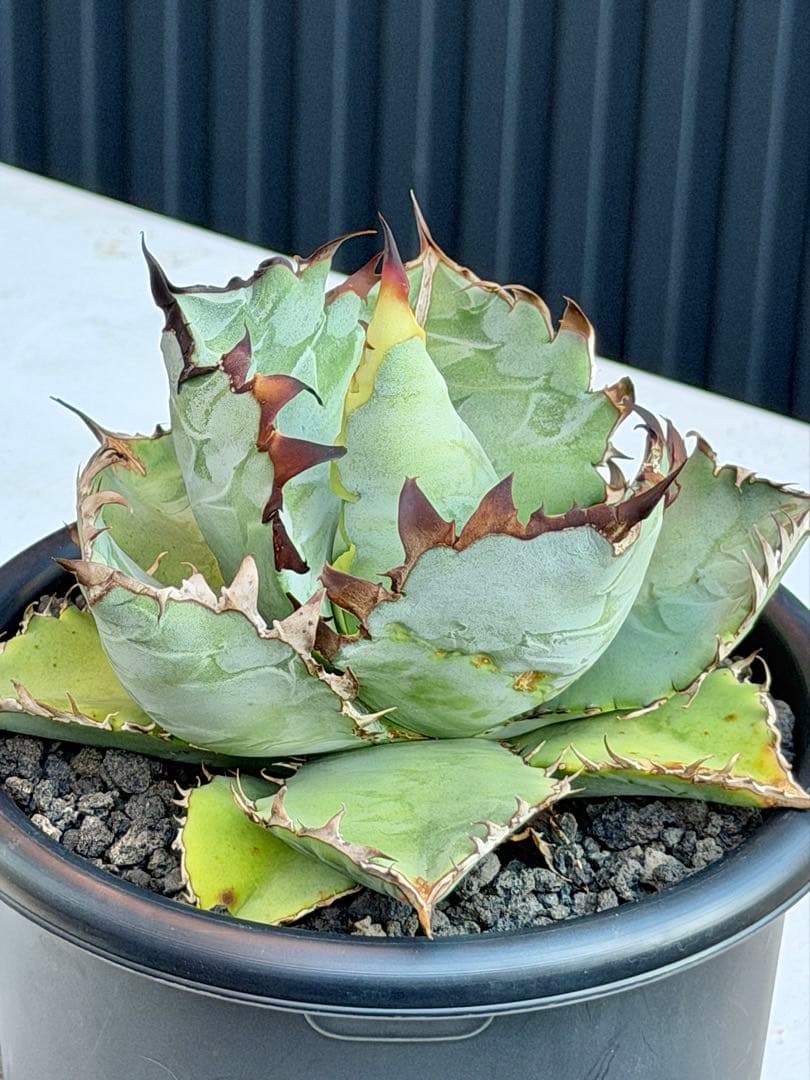 アガベチタノタ　ビースト　カクタスグリーン　大株　親株　5号鉢