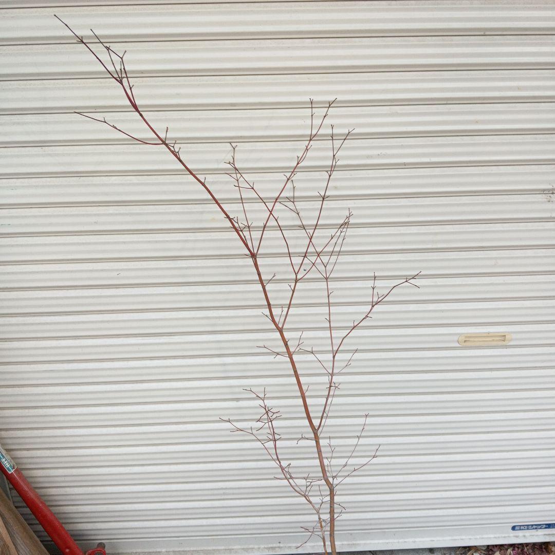 コハウチワカエデ　山採り　⑥