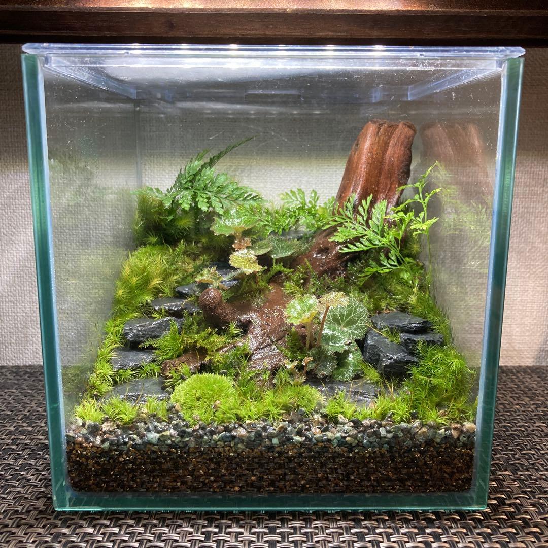 苔テラリウム　コレクション2