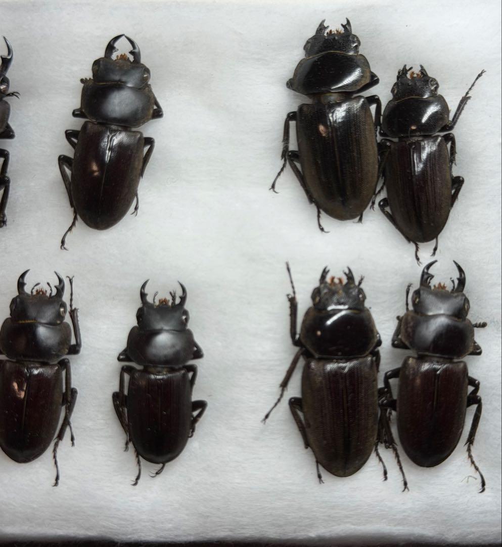 ★野外品★トクノシマコクワセット