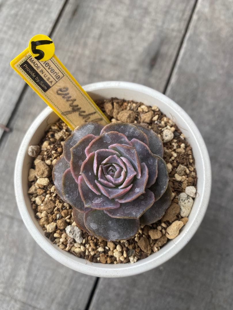 ⑤ 希少丸葉タイプ　エリキュラミス