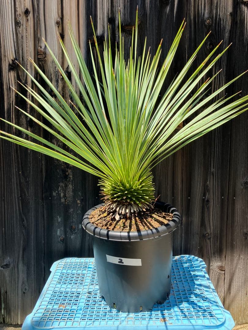 ユッカ ロストラータ　実生　掘り上げ2