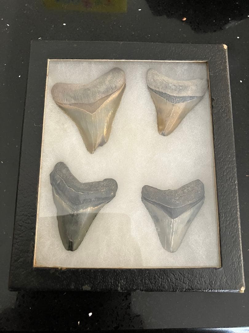 サメの歯　化石　4点ケース付き