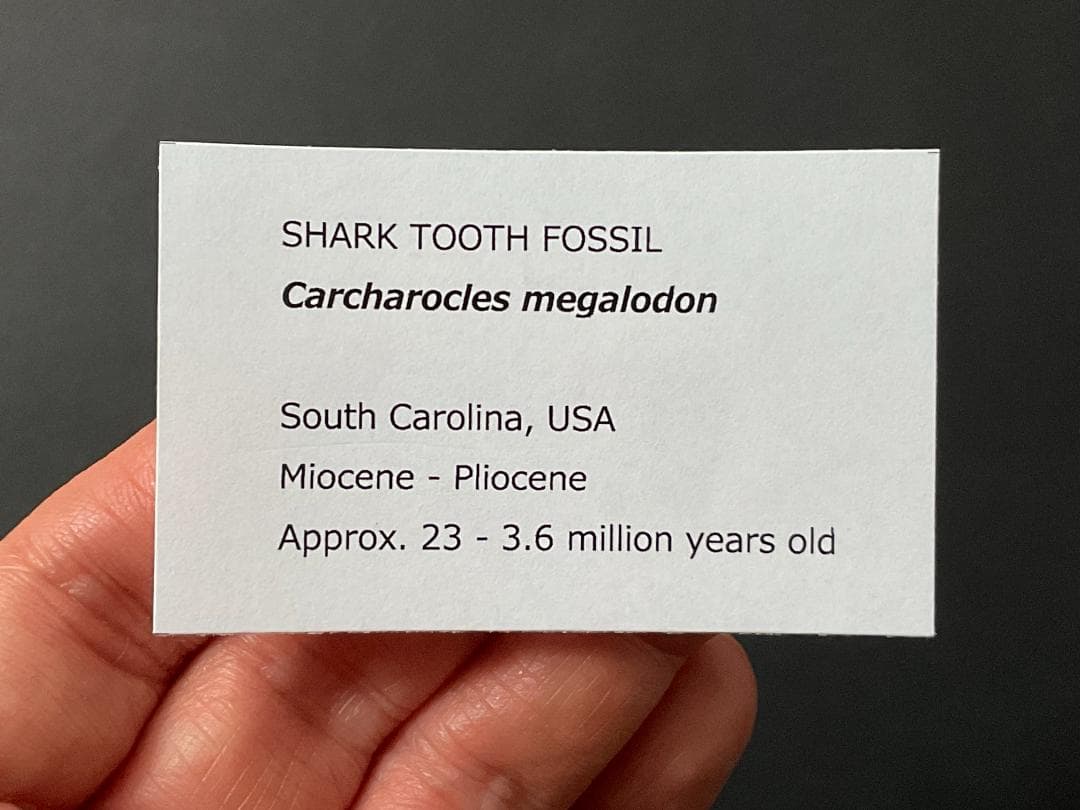 メガロドンの歯 [MG219] 化石 サメ