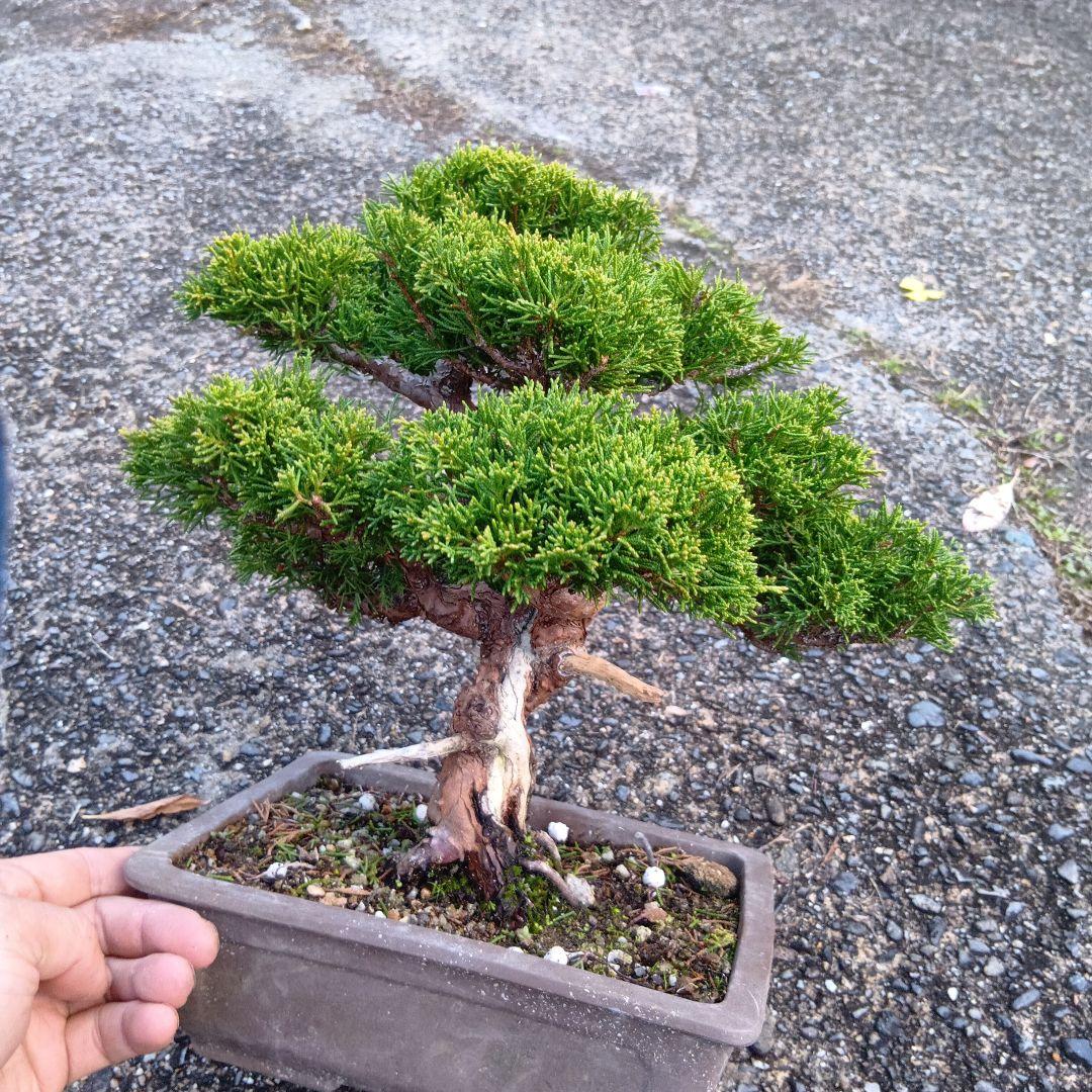 糸魚川シンパク（持ち込み古い）盆栽