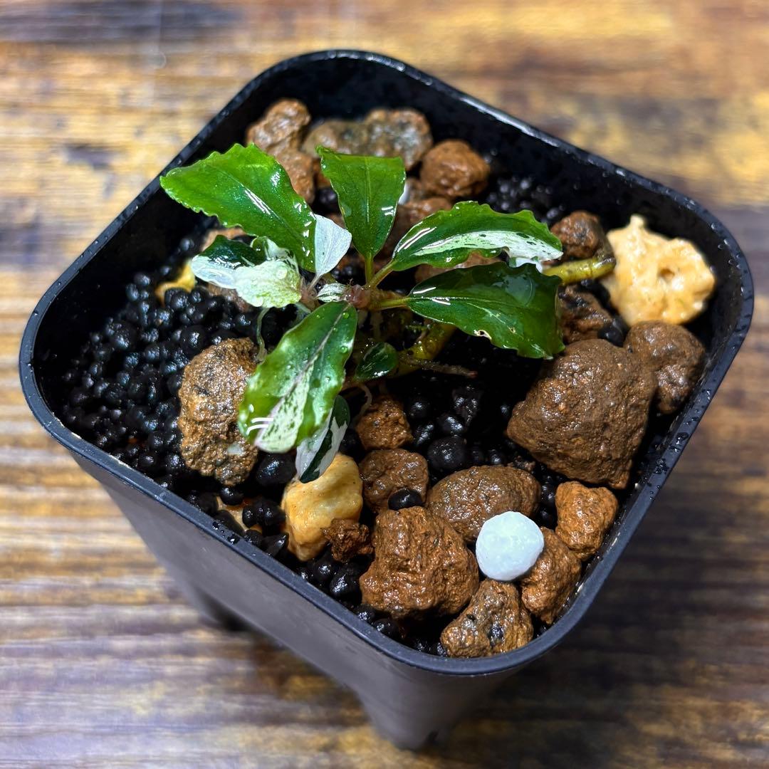 Bucephalandra sp. Variegata Hn:福袋CAKUMI