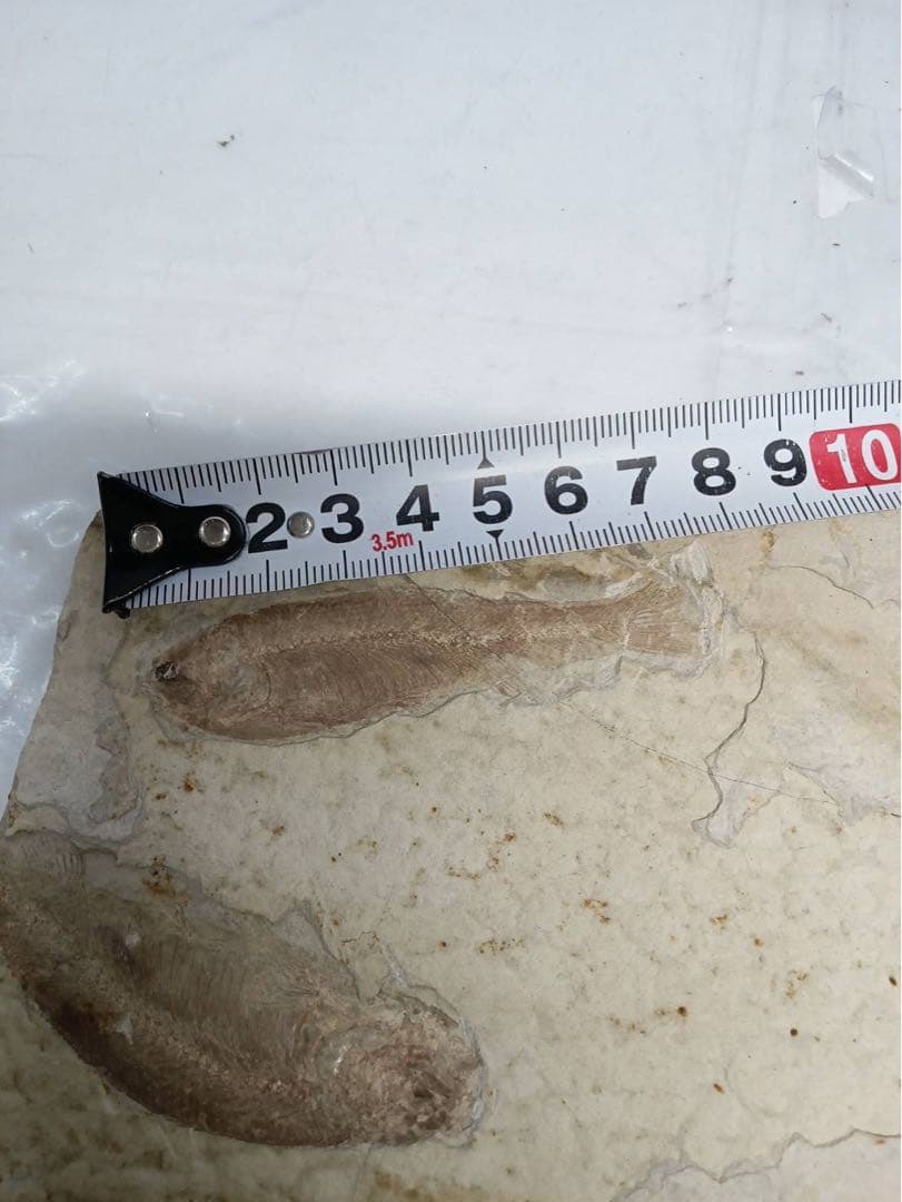 リコプテラ　ジュラ紀 硬骨魚綱 リコプテラ科　中国 遼寧省凌源県　2点　化石