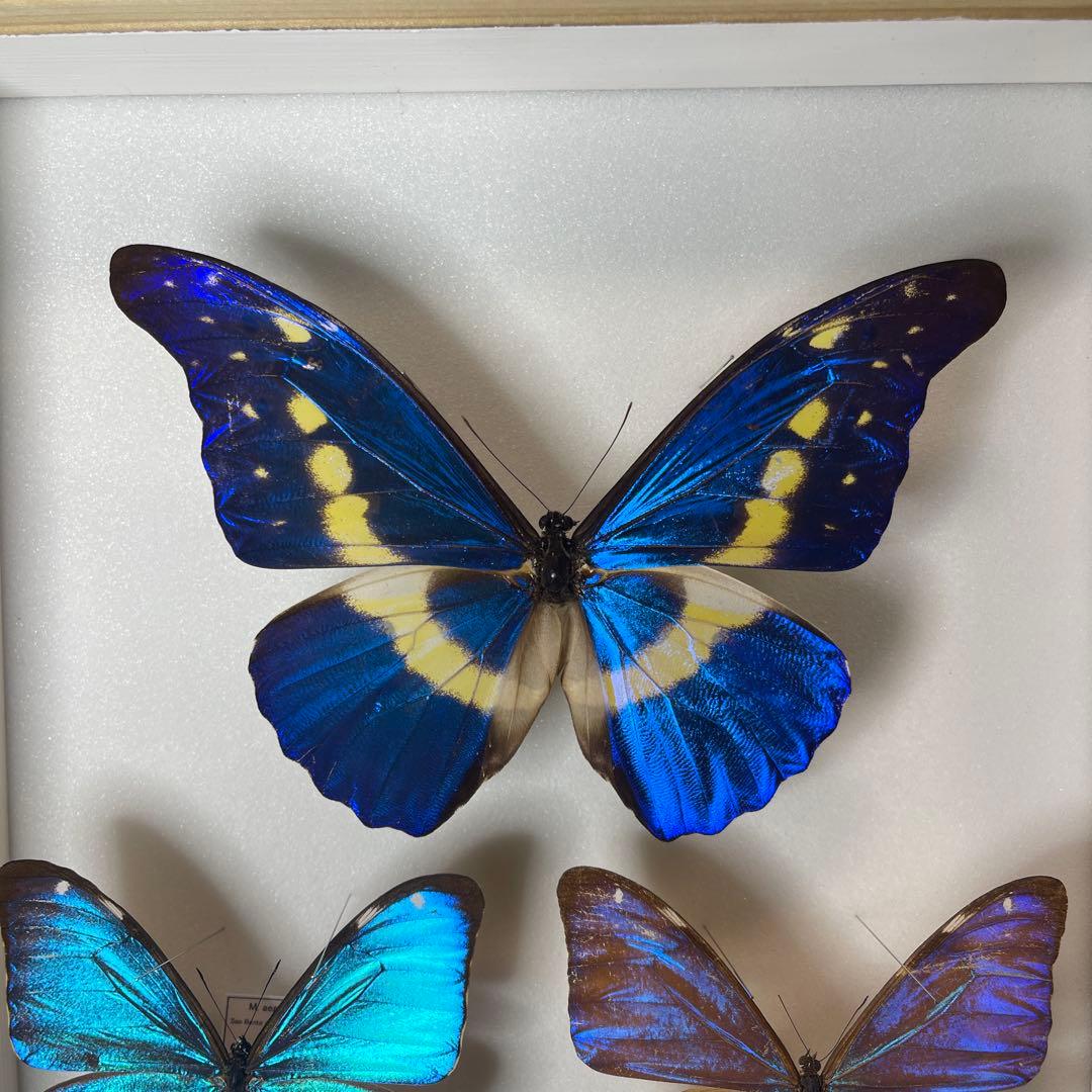 青色のモルフォ蝶の標本 4匹セット