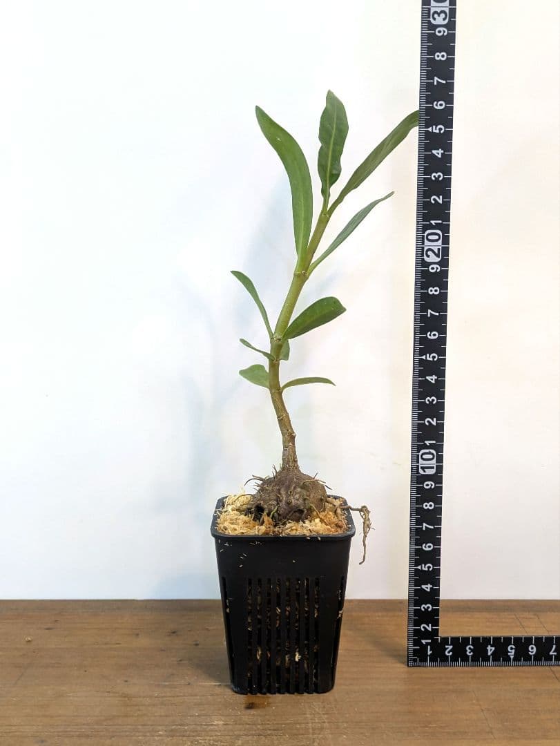 ミルメフィツム セレビクム ブキドノン マライバライ アリ植物