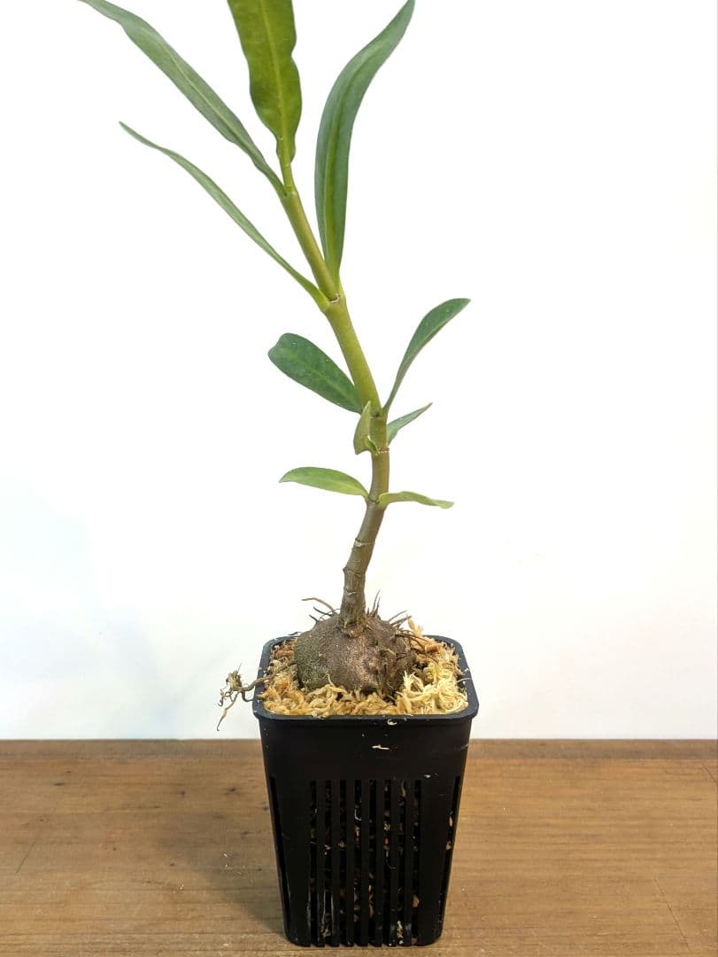 ミルメフィツム セレビクム ブキドノン マライバライ アリ植物